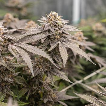 Dynamite Diesel 3 Seeds