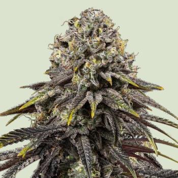 Dynamite Diesel 3 Seeds