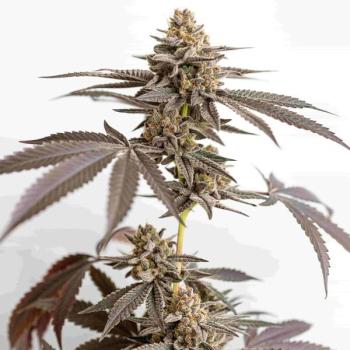 Dynamite Diesel 3 Seeds