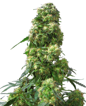 Early Skunk- fem. (3St.)