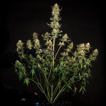 Fat Banana Auto 3 Seeds