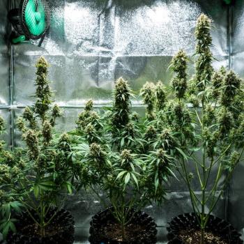 Fat Banana Auto 3 Seeds