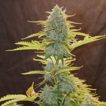 Fat Banana Auto 3 Seeds