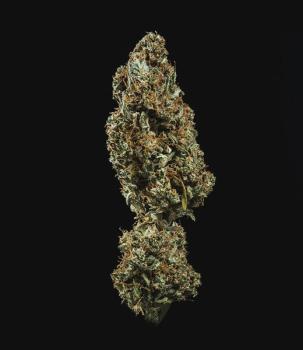 Fat Banana Auto 3 Seeds