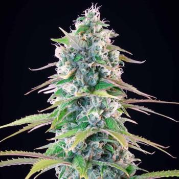 Royal Queen Seeds - Gelato 44 - 3 Seeds