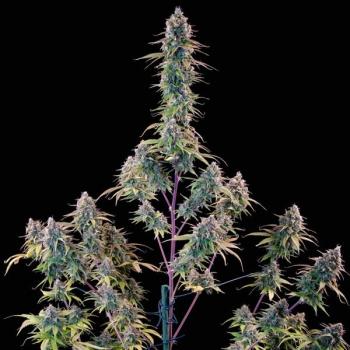 Royal Queen Seeds - Gelato 44 - 3 Seeds