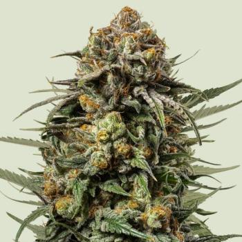 Royal Queen Seeds - Gelato 44 - 3 Seeds