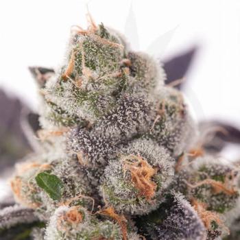 Girl Scout Cookies Hanfstecklinge
