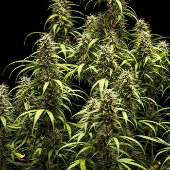 Royal Queen Seeds - GOAT'lato Auto 3 Seeds