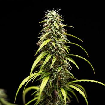 Royal Queen Seeds - GOAT'lato Auto 3 Seeds