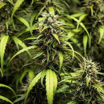 Royal Queen Seeds - GOAT'lato Auto 3 Seeds