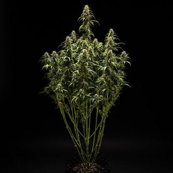 Royal Queen Seeds - GOAT'lato Auto 3 Seeds