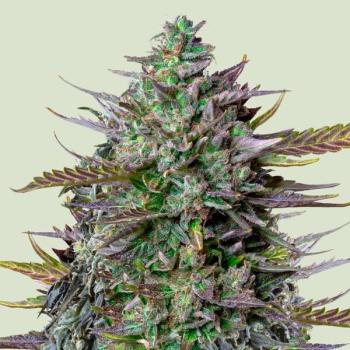Royal Queen Seeds - GOAT'lato Auto 3 Seeds