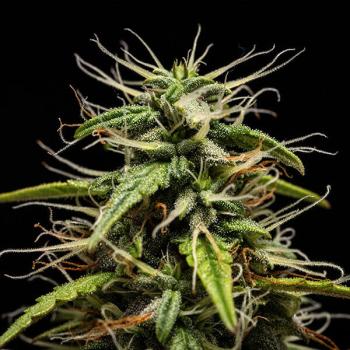 Royal Queen Seeds - GOAT'lato Auto 3 Seeds