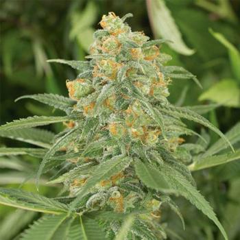 Green Crack Hanfstecklinge