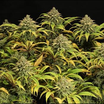 Green Gelato 3 Seeds