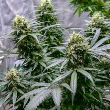 Green Gelato 3 Seeds