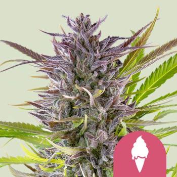 Green Gelato 3 Seeds