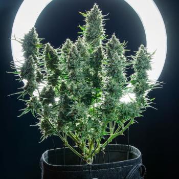 Cherry Pie Auto 3 Seeds