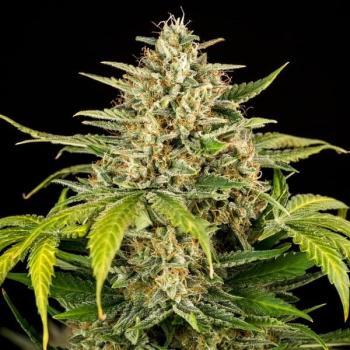 Cherry Pie Auto 3 Seeds