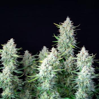 Green Gelato Auto 3 Seeds