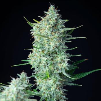 Green Gelato Auto 3 Seeds