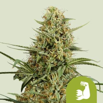 HulkBerry Auto 3 Seeds