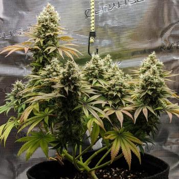 Royal Queen Seeds - Lemon Shining Silver Haze 3 Seeds