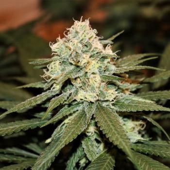 Royal Queen Seeds - Lemon Shining Silver Haze 3 Seeds