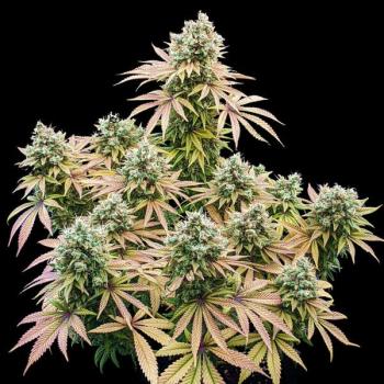 Royal Queen Seeds - Lemon Shining Silver Haze 3 Seeds