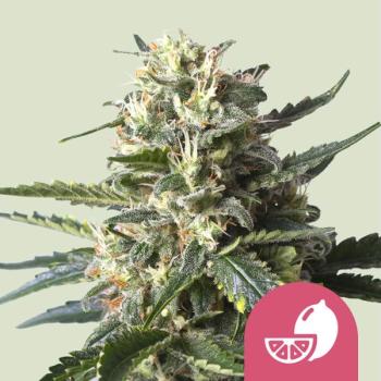 Royal Queen Seeds - Lemon Shining Silver Haze 3 Seeds