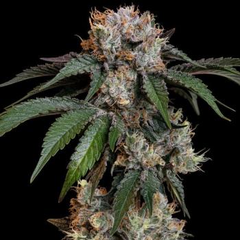 Royal Queen Seeds - Lemon Shining Silver Haze 3 Seeds
