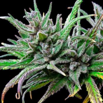 Royal Queen Seeds - Northern Light 3 Seeds