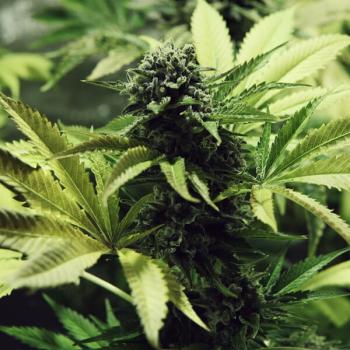 Royal Queen Seeds - Northern Light 3 Seeds