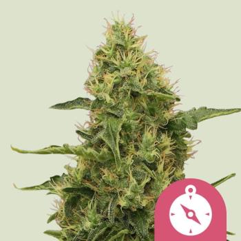 Royal Queen Seeds - Northern Light 3 Seeds