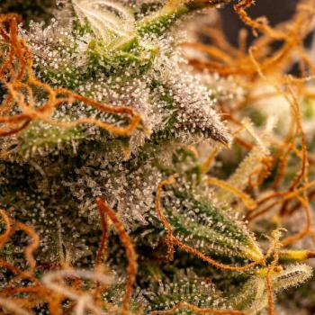 Northern Light Auto 3 Seeds