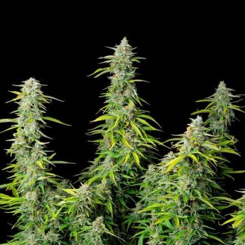 Northern Light Auto 3 Seeds