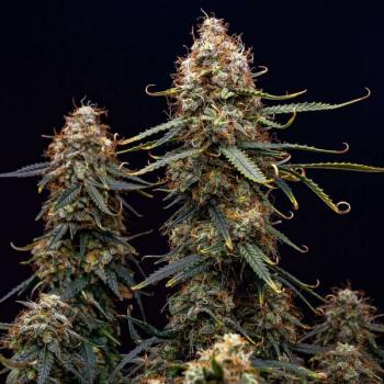 Northern Light Auto 3 Seeds