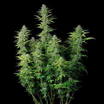 Northern Light Auto 3 Seeds