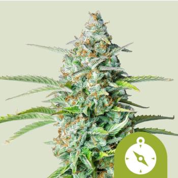 Northern Light Auto 3 Seeds