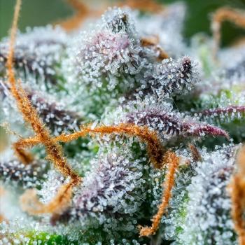 Northern Light Auto 3 Seeds