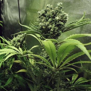 Royal Queen Seeds - Northern Light 3 Seeds