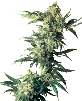 Northern Lights - fem. (3St.)