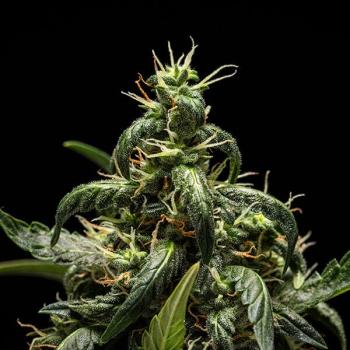NYC Sour D Auto 3 Seeds