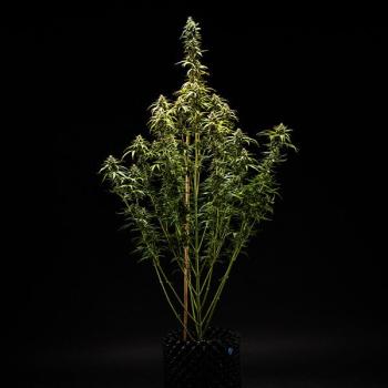 NYC Sour D Auto 3 Seeds