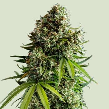 NYC Sour D Auto 3 Seeds