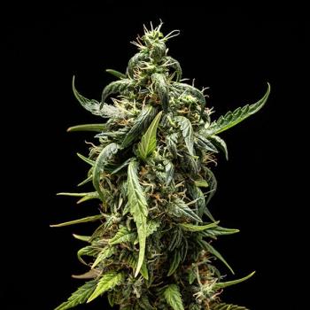 NYC Sour D Auto 3 Seeds
