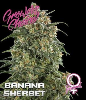 Growers Choice Banana Sherbet 5 Stk feminisiert