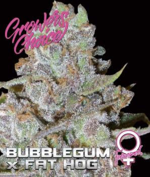 Growers Choice Bruce Banner III 5 Stk feminisiert