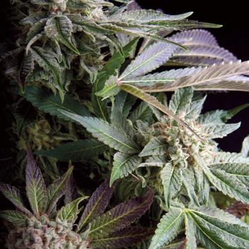 Trikoma Seeds Blueberry 5 Stk feminisiert